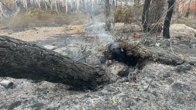 A tree burned to ashes