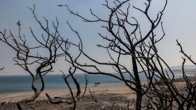 Charred trees are seen next to a beach on Rhodes