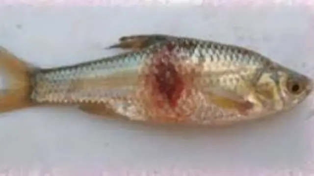 Barbus paludinosus – Straightfin barb with red blotch