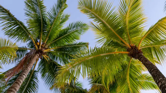 Palm trees in Mauritius