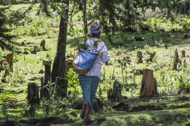 A woman carries tree seedlings in a bag on her back which were to be planted at a deforested area inside Mau Forest. in 2021