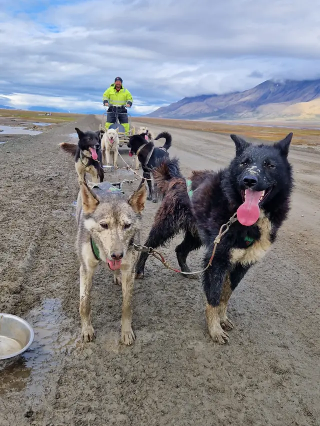 dog sledding