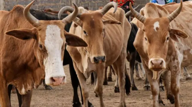 Cows look down the camera lens