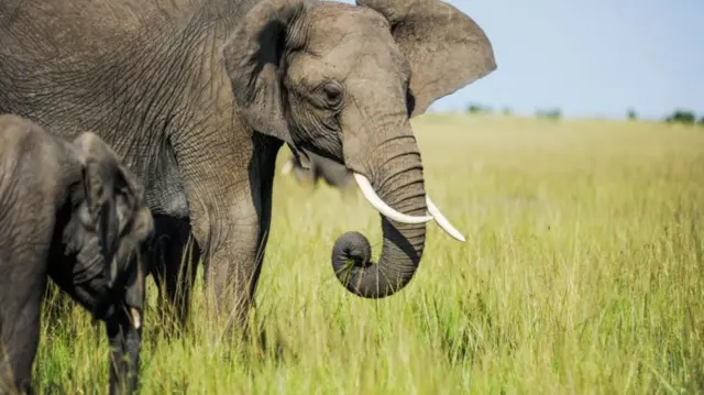 Elephants are seen ahead of 'World Wildlife Day' in Maasai Mara natural habitat of Kenya on March 02, 2023.