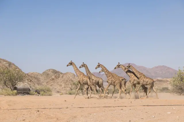 Giraffes running as a group