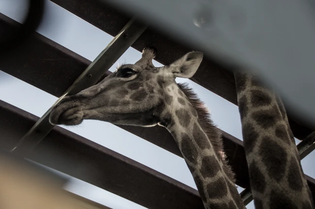 A giraffe in a lorry