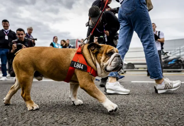 Lewis Hamilton dog