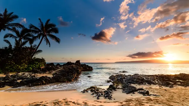 A beach, the sea, palm tress and the sun