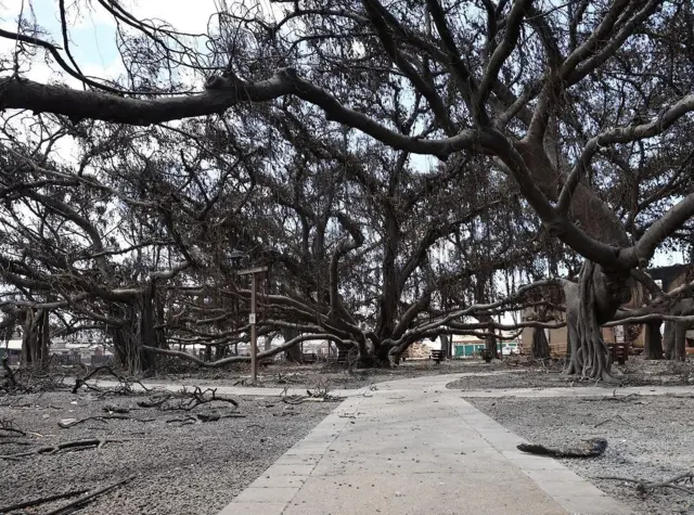 Damage caused by wildfires in County Maui