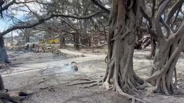 A view of Lahaina's historic banyan tree