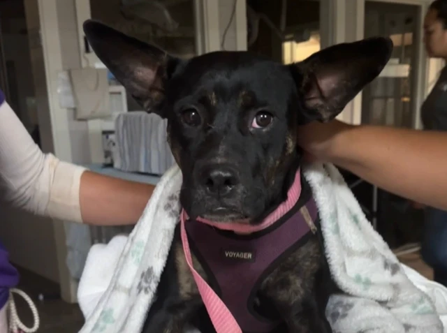 rescued dog in Hawaii