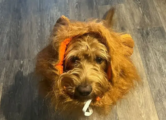 Dog with lion's mane