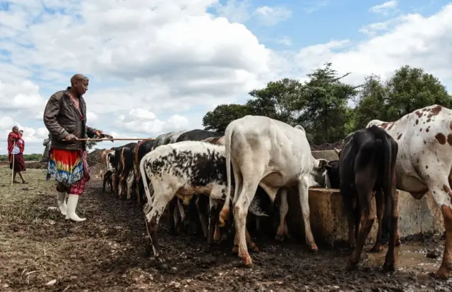 Michael Mtoo looks on as his cattle drinks water at the Msomera village in Handeni, Tanzania, on July 15, 2022.