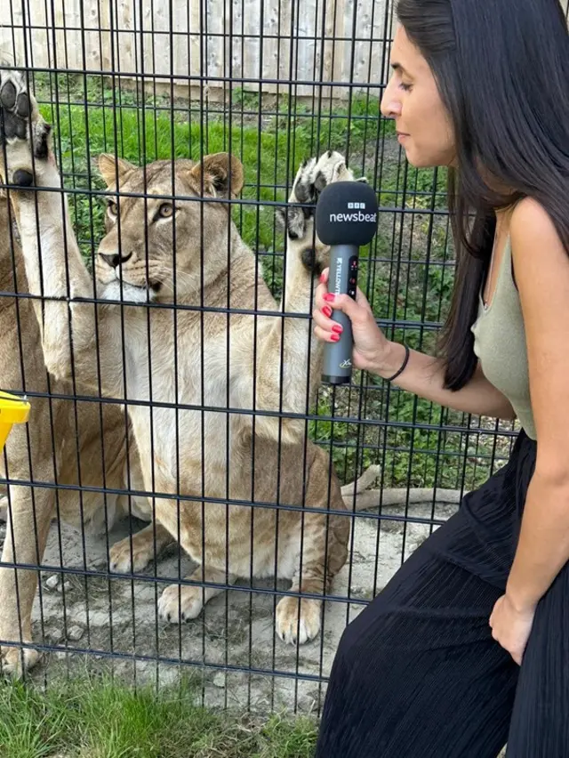 BBC's Pria Rai is with lioness Oudrika