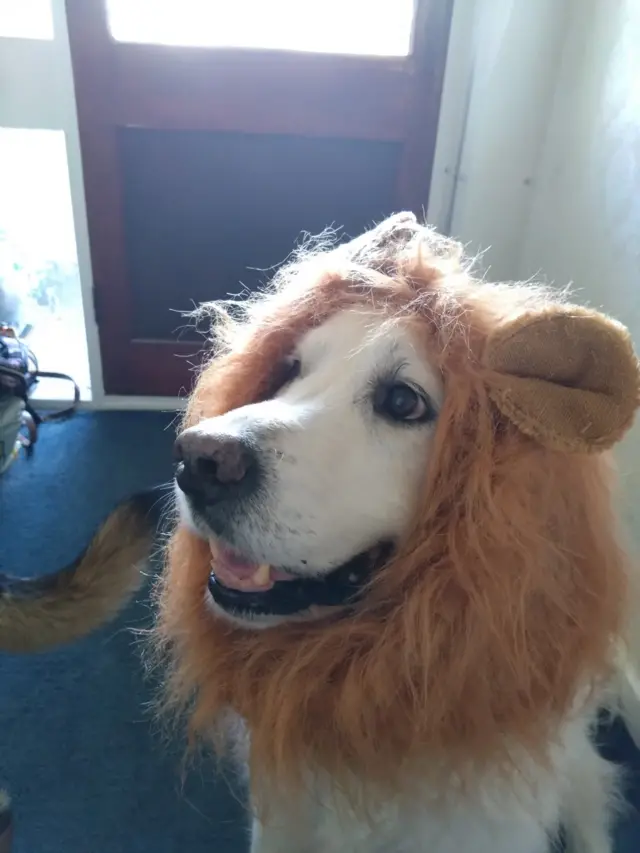 Dog wearing a lion's mane