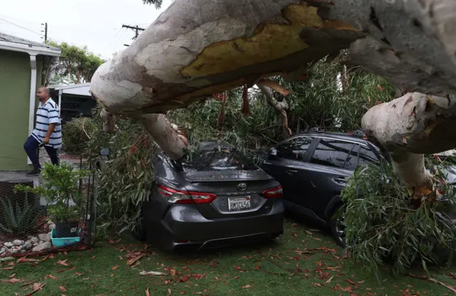 A large eucalyptus tree has fallen onto two cars in Sun Valley, California as storm Hilary moved through the area