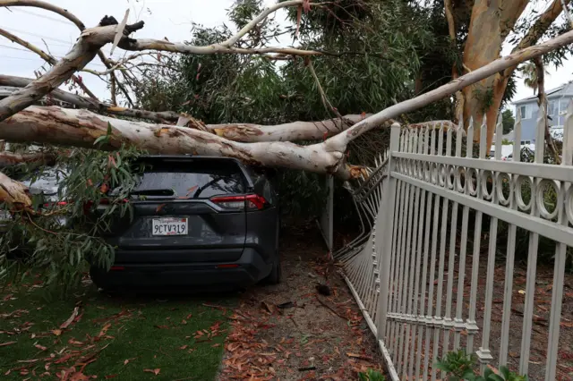 A large eucalyptus tree has fallen onto a car and damaged a metal fence in Sun Valley, California as storm Hilary moved through the area