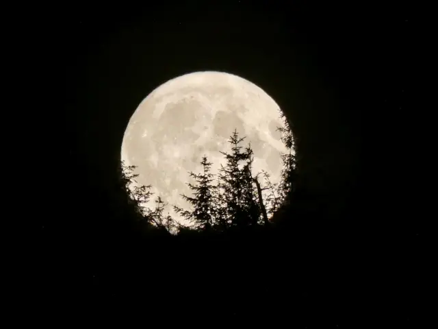 Trees in front of Moon