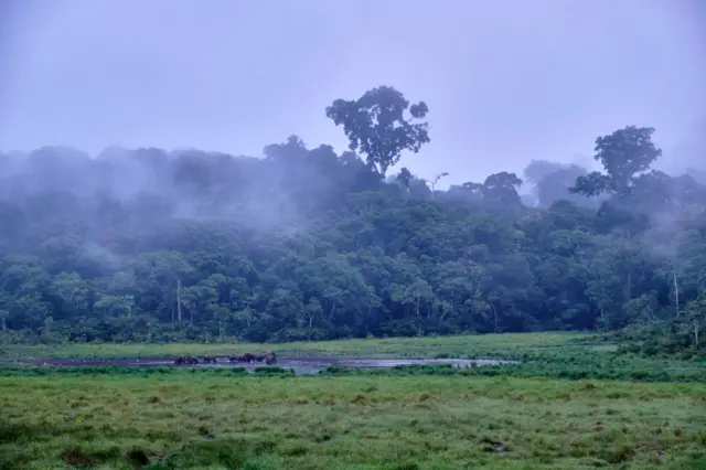 View of forest elephants mud bathing and salt licking at Langoue Bais from a platform made for observation purposes