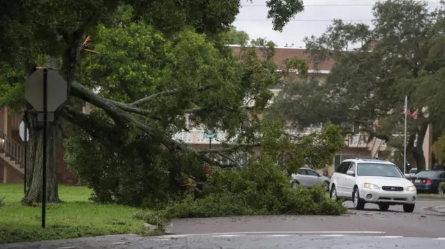 A resident drives past a fallen tree due to the high winds from Hurricane Idalia in Clearwater, Florida, U.S., August 30, 2023.