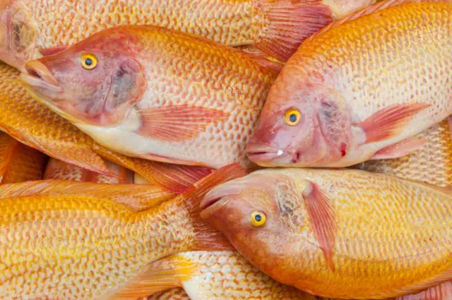 Tilapia fish on sale.