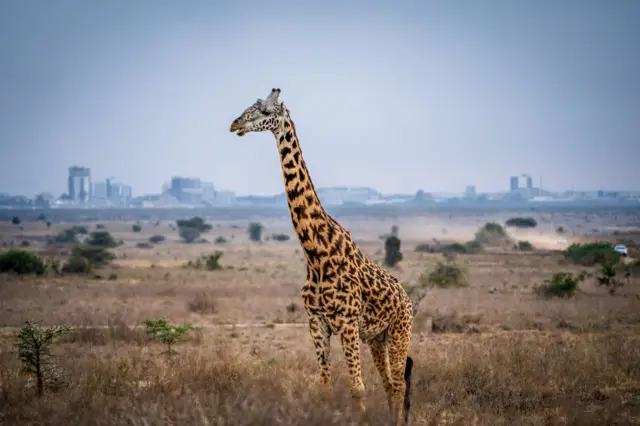 A giraffe seen inside Nairobi National Park. Nairobi is the only city in the world with a national park inside.