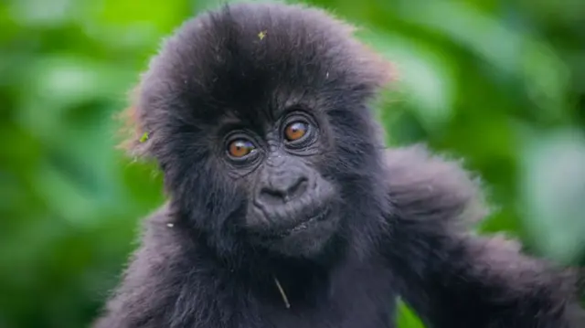 Baby gorilla