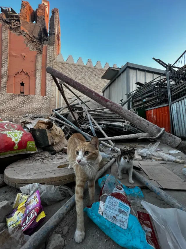 Cats roam around the base of the damaged Jamaa el-Fnaa mosque, littered with debris from the quake's hit