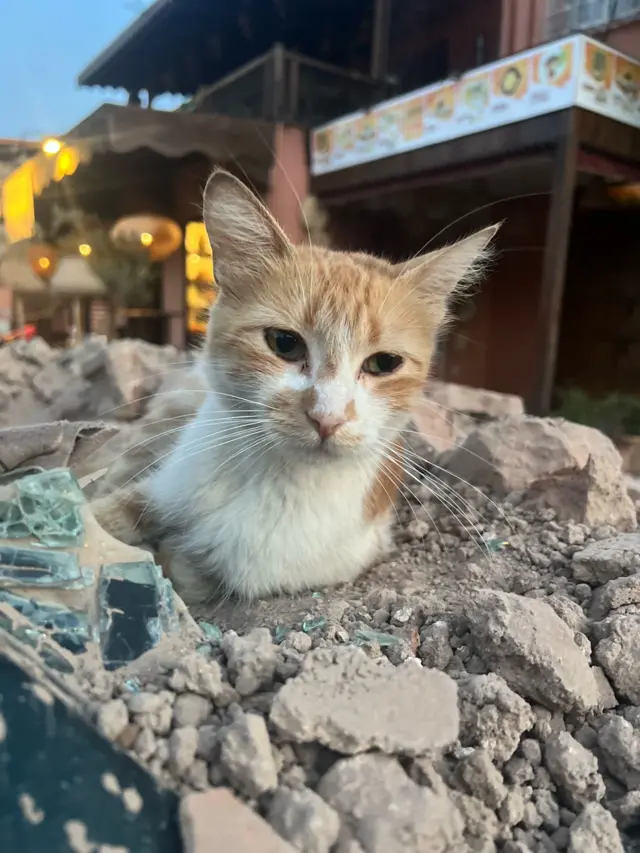 A cat sits on rubble outside the damaged Jamaa el-Fnaa mosque in Marrakes