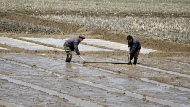 Men work in a rice field in Pyongyang suburbs, North Korea, 17 April 2016.