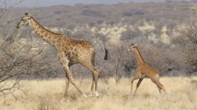 Photographer Eckart Demasius captured the spotless giraffe calf running alongside its mother near the Mount Etjo Safari Lodge in Namibia.