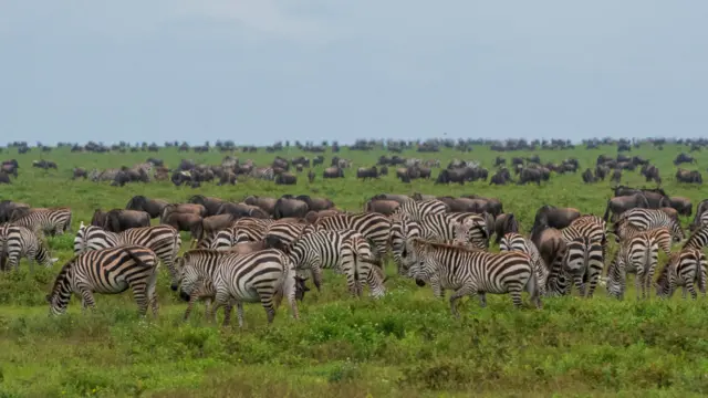 Wildebeests (Connochaetes taurinus) and plains zebras (Equus quagga) grazing, Ndutu, Ngorongoro Conservation Area, Serengeti, Tanzania.