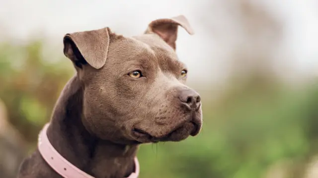 Pit bull terrier