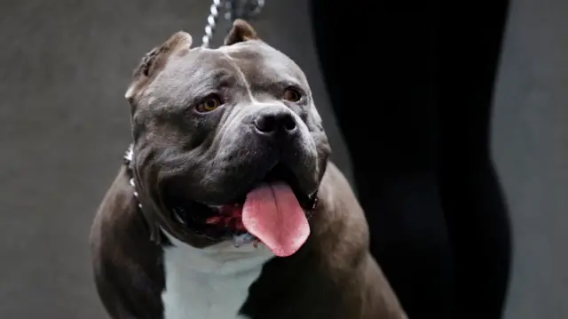 American Bully XXL