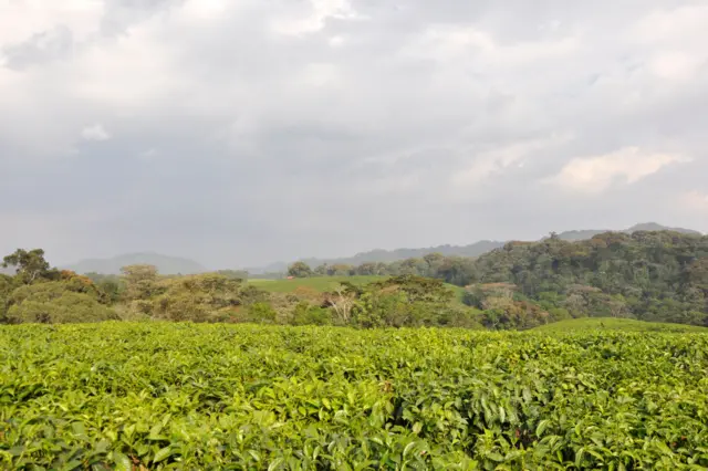 Nyungwe national park