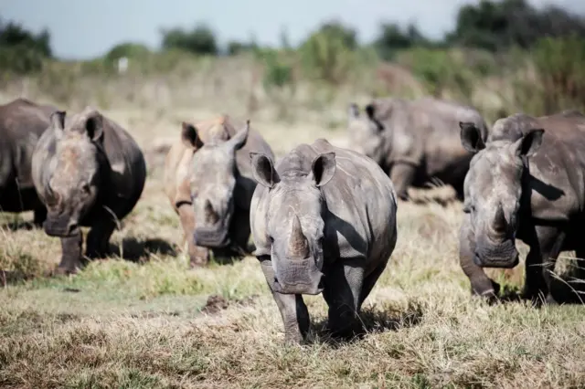 Wild white rhinos are seen at an undisclosed location in the North-West Province of South Africa, on April 2, 2023.