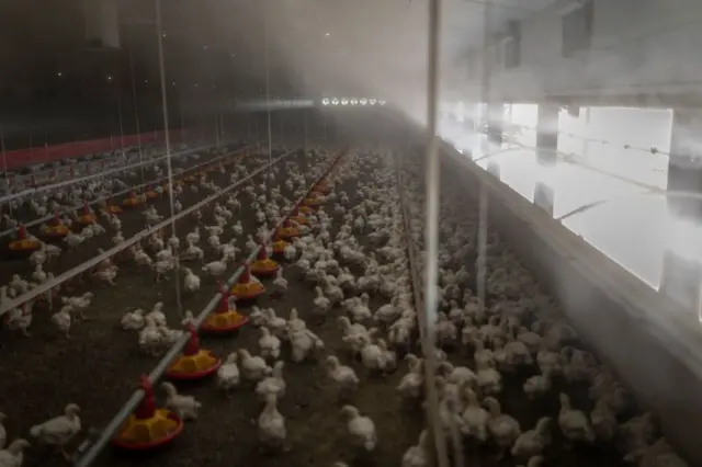 Fine water spray cool the air inside a poultry barn at the Frangipani Boerdery farm near Lichtenburg on January 23, 2023. - Due to electricity disruptions an estimated of at least 40 000 of broilers died of suffocation on January 16, when insufficient voltage resulted in the air conditioning at one of the farm's chicken houses to shut down.