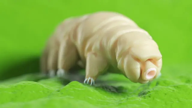 An illustration of a tardigrade