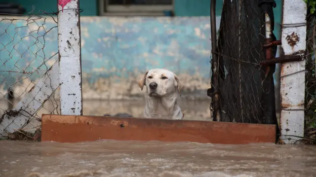 A dog stands behind a barrier as water from heavy flooding flows past in South Africa's Sir Lowry's Village on September 25, 2023.