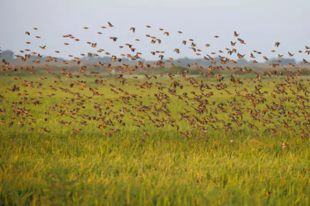 Red-billed quelea land on rice crops to feed on seeds on January 15, 2023 in Kisumu, Kenya. Kenyan authorities began aerial spraying of pesticides to control the red-billed quelea bird invasion in the western region of the country. With an estimated adult breeding population of at least 1.5 billion Red-billed quelea are the most numerous bird in the world, and the FAO estimates the global agricultural losses attributable to the quelea are in excess of 50 million USD annually.