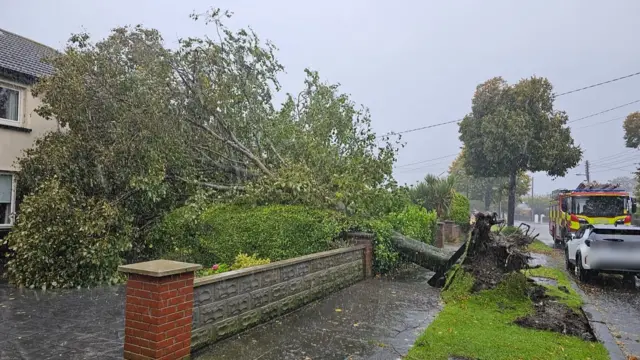 A large tree sits atop residential houses, just outside Dublin