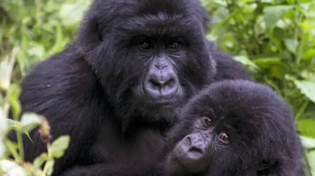 Cyizanye, a juvenile gorilla plays with a young Mutagamba, both of the Nyakagezi gorilla group, at Mgahinga Gorilla National Park, the smallest national park in Uganda, November 20, 2015.