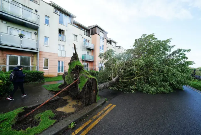 Fallen tree on Thornleigh Road in Swords, Dublin