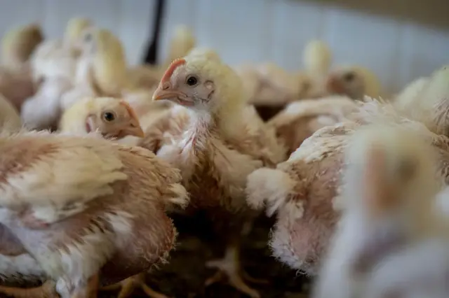 Broilers in a barn in South Africa - January 2023