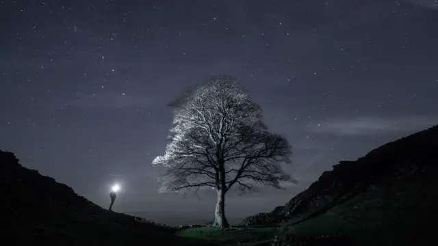 Tree in starry moonlight