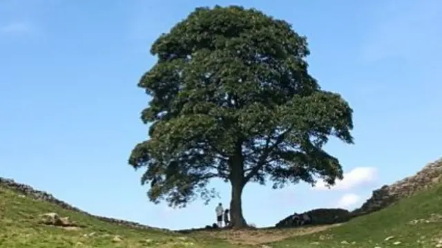 Sycamore Gap tree