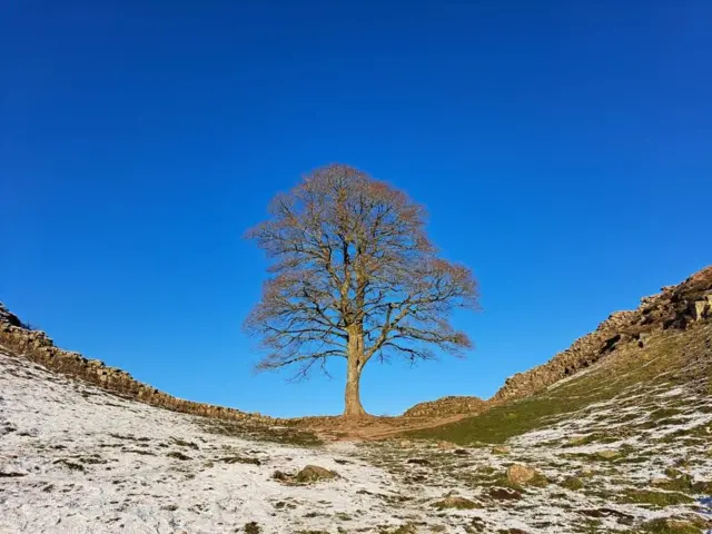 Sycamore Gap tree in December 2022