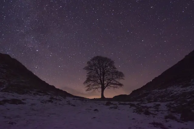 The Sycamore Gap tree at night