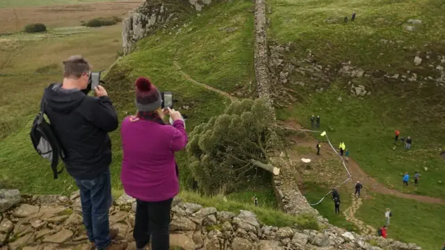 People take pictures of the felled tree