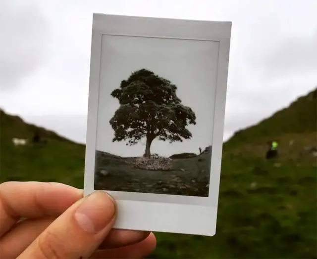 Polaroid image of the Sycamore Gap tree held in front of the actual tree